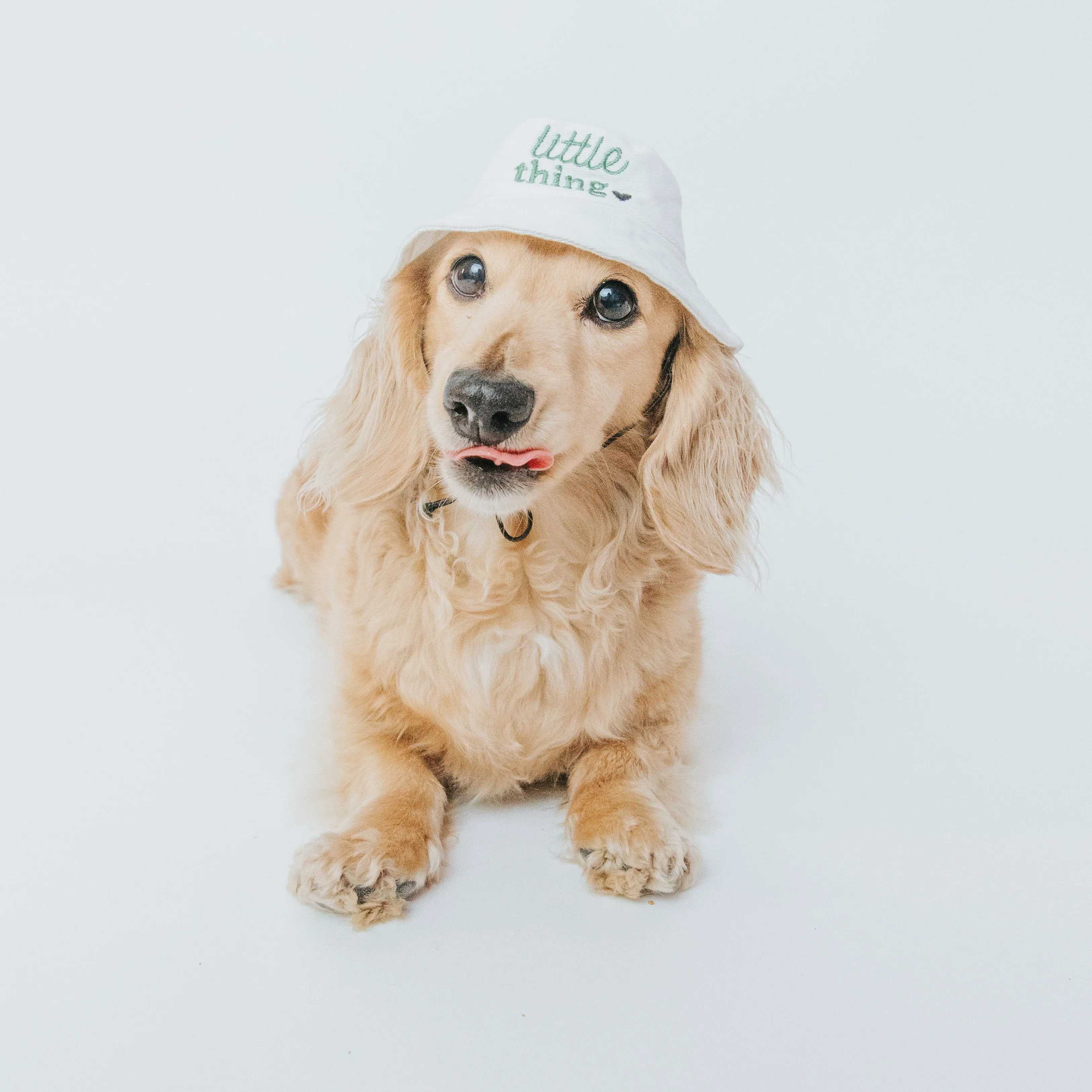 Dog Bucket Hat - Little Thing