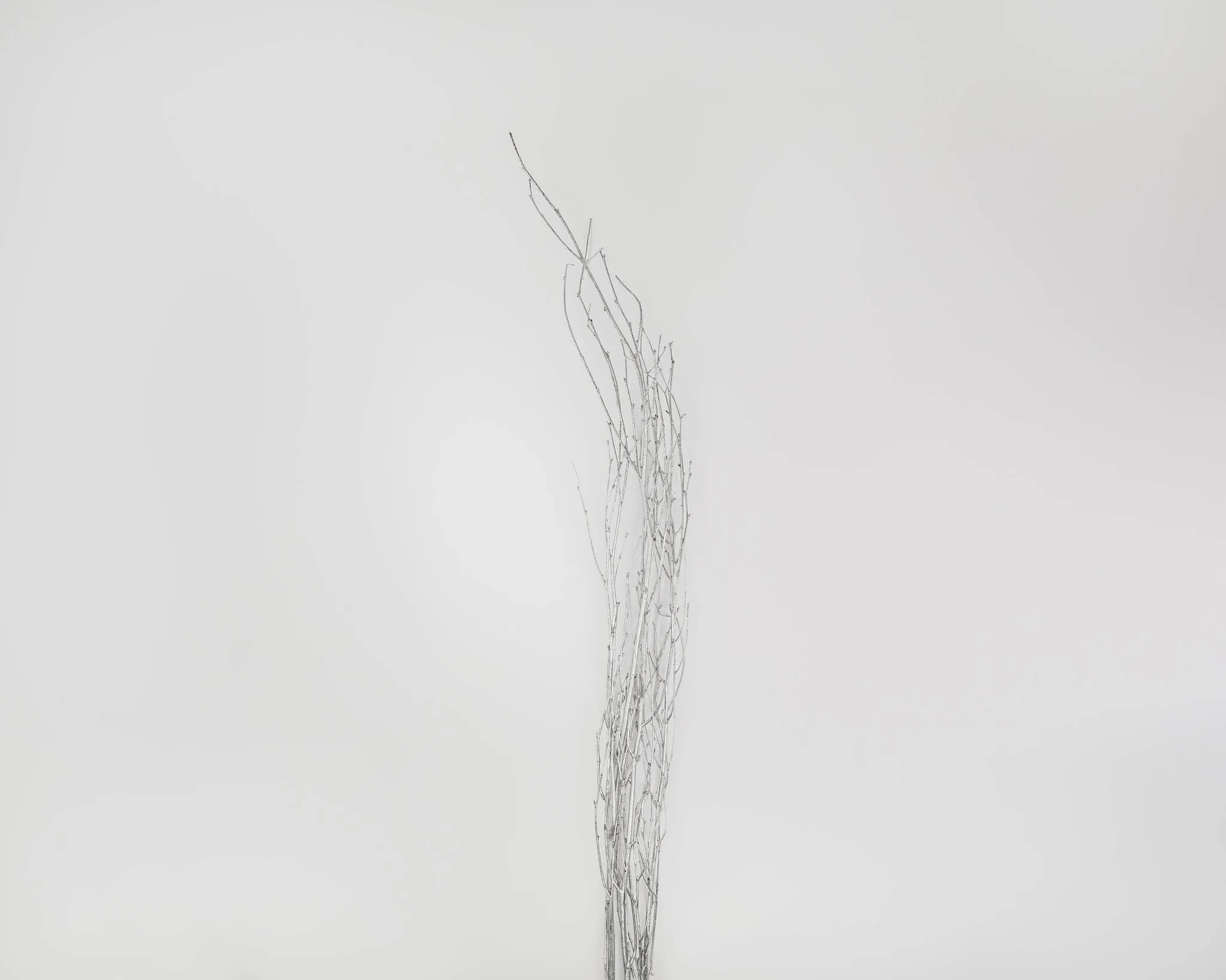 Silver Painted Birch Branches